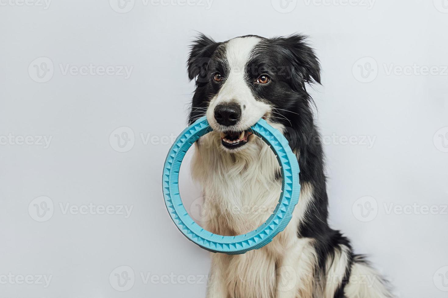 sällskapsdjur aktivitet, rolig hundvalp border collie håller blå puller ring leksak i munnen isolerad på vit bakgrund. renrasig husdjurshund vill leka med ägaren. kärlek till husdjur vänskap följeslagare koncept foto