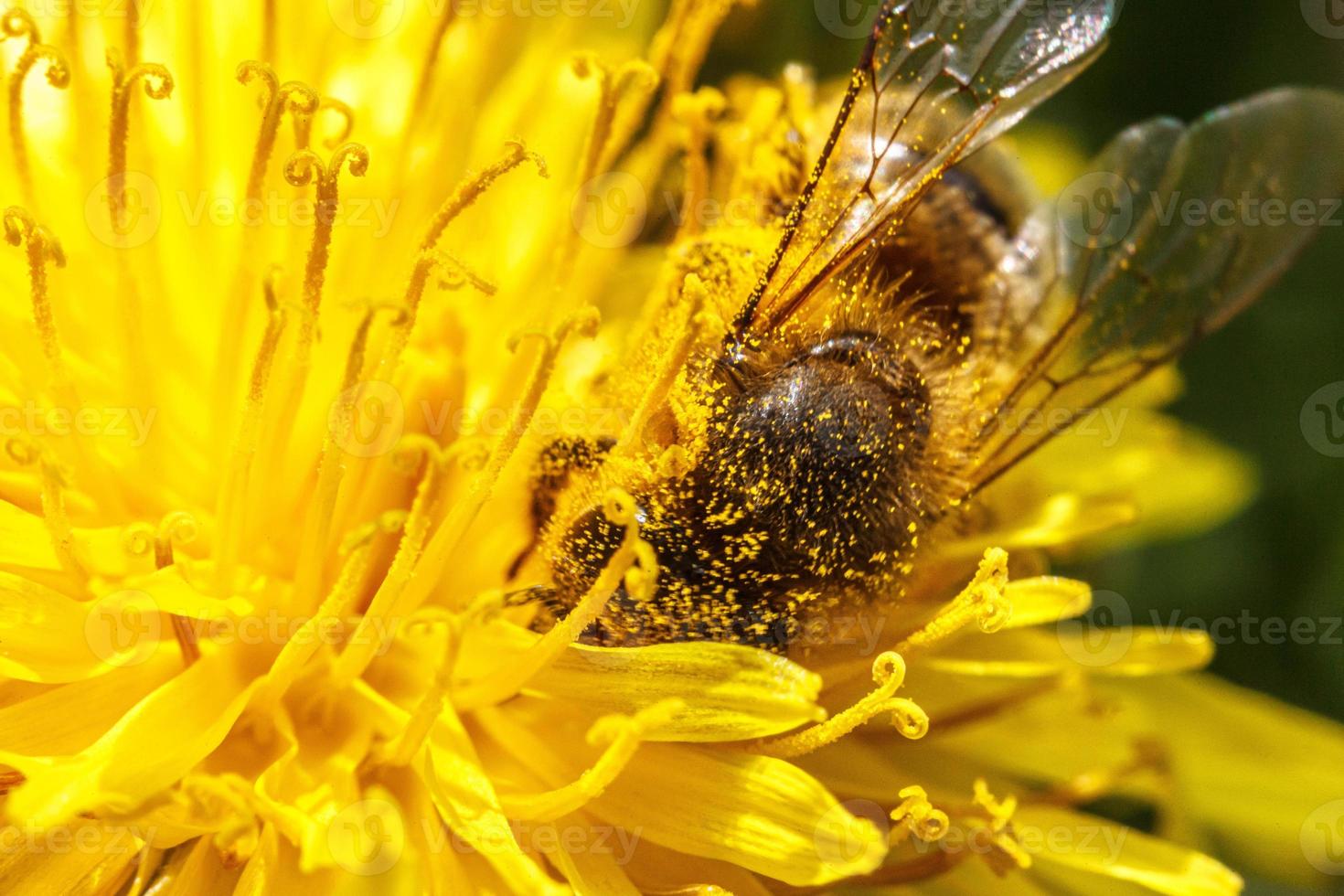 honung bi täckt med gul pollen dryck nektar, pollinerande gul maskros blomma. inspirera naturlig blommig vår eller sommar blomning trädgård bakgrund. liv av insekter. makro, stänga upp foto