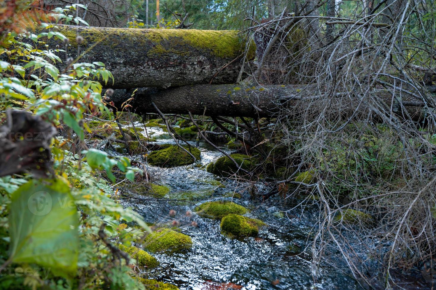 hög berg vild flod i nationell parkera skog, lugn falla höst landskap foto