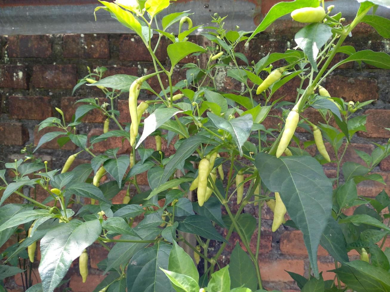 färsk chili på träd, kajenn peppar tillväxt i de trädgård foto