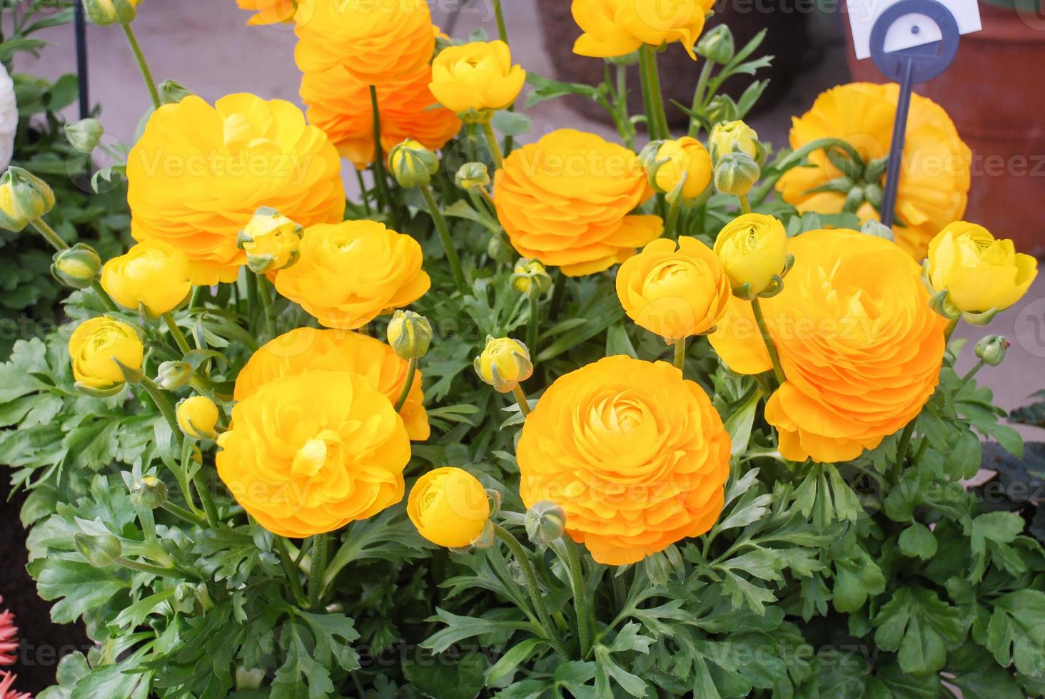 ranunculus flora. en blommande blomma med detaljerade kronblad skott foto