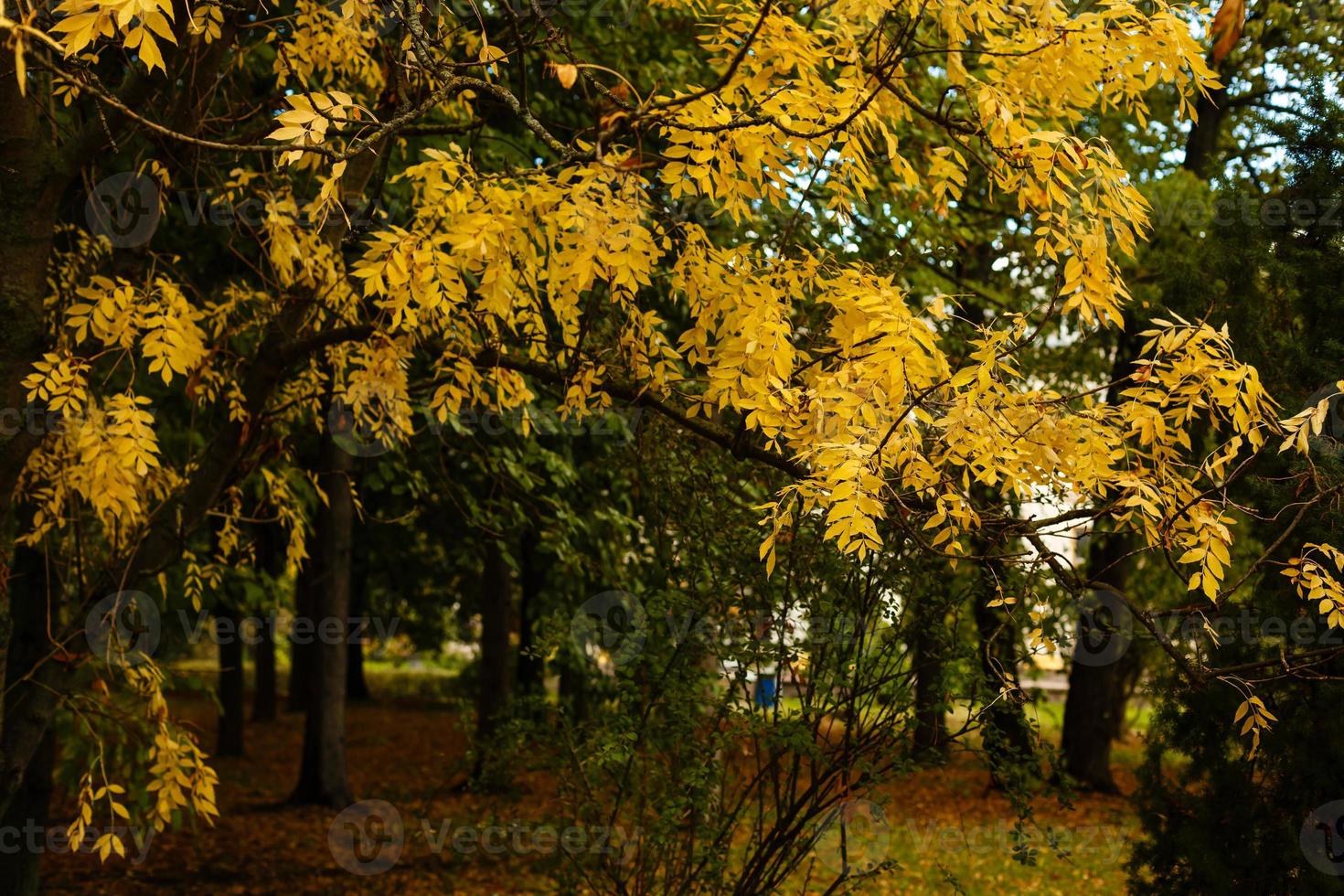 lönn löv på en solig höst dag gul löv gren foto