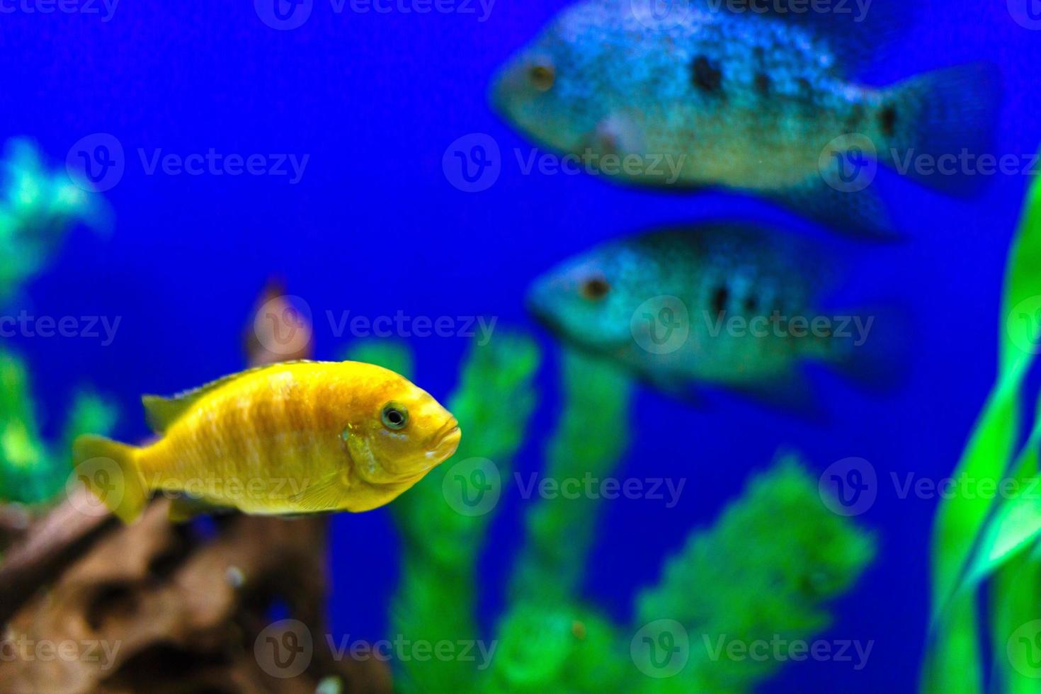 gul fisk på korall rev fisk förvaring blå vatten bakgrund foto
