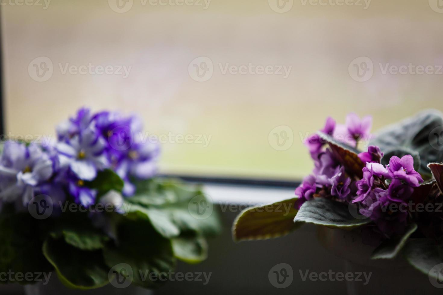 violett saintpaulias blommor vanligen känd som afrikansk violer parma violer stänga upp isolerat foto
