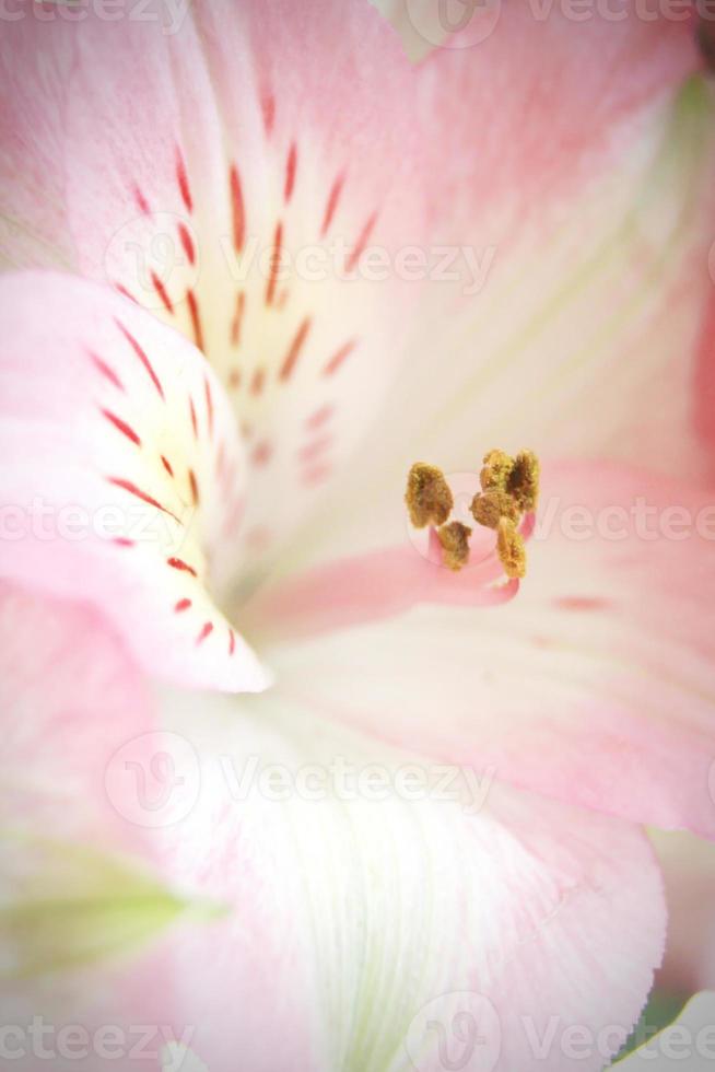 makro Foto pollen av rosa blommor