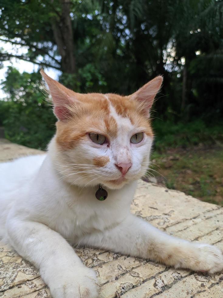 porträtt av en manlig katt med orange vit päls avkopplande foto