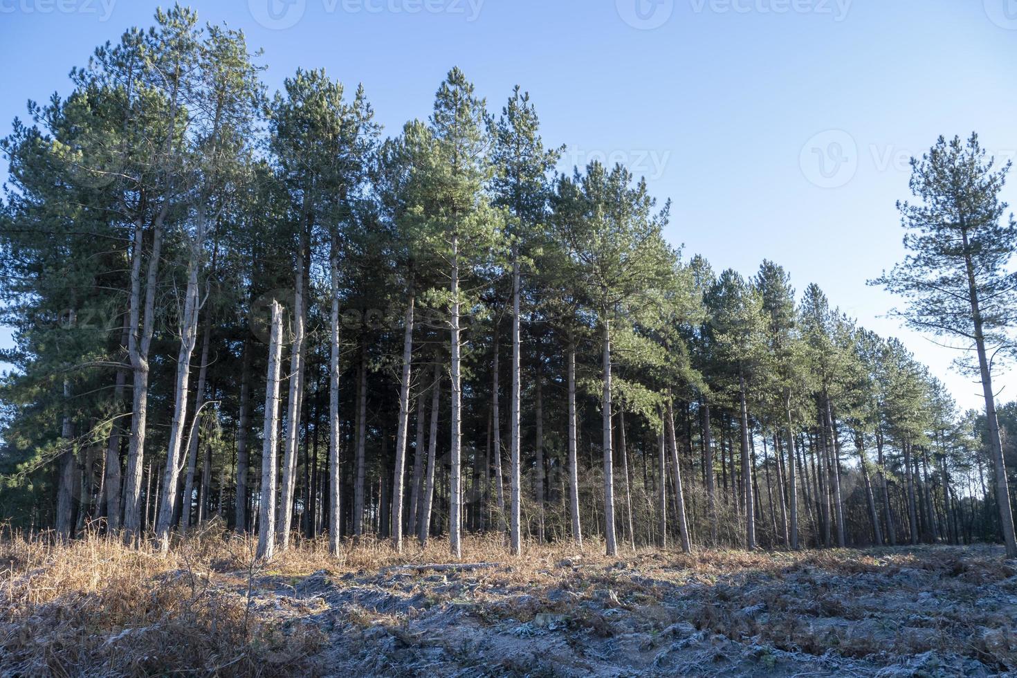 tall träd i allerthorpe skog, öst yorkshire, England foto