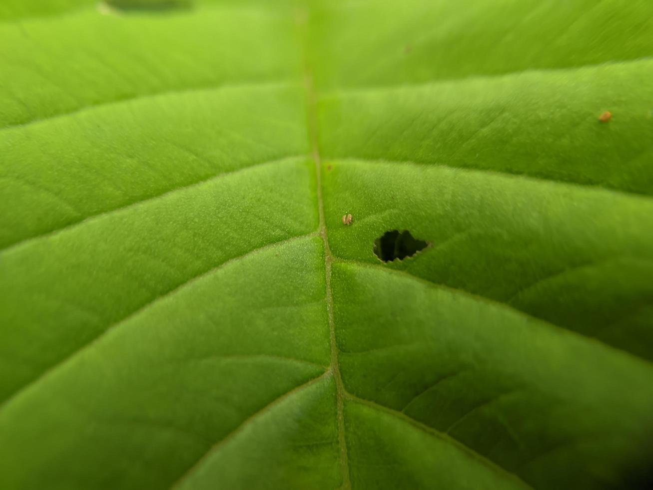 makro Foto textur av guava löv