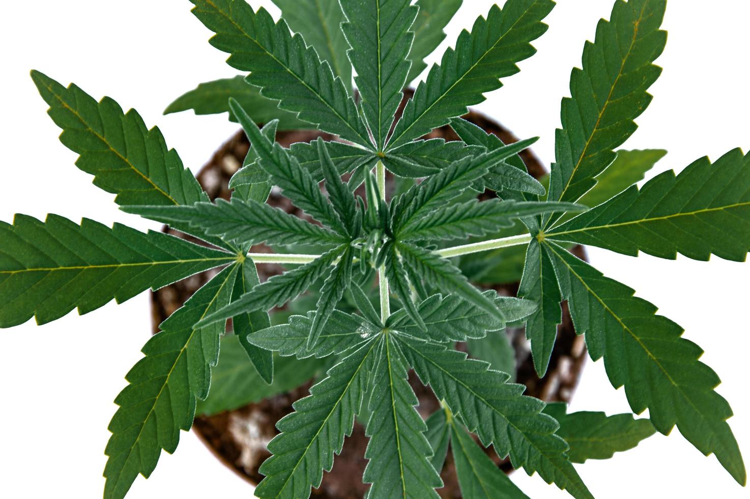 cannabis blad grön vit bakgrund topp se marijuana växt foto