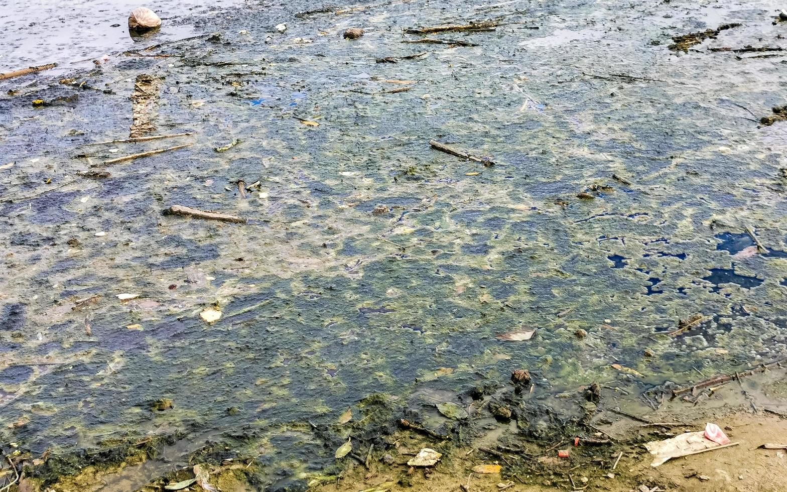 smutsig grön förorenad och sopor flod i puerto escondido Mexiko. foto