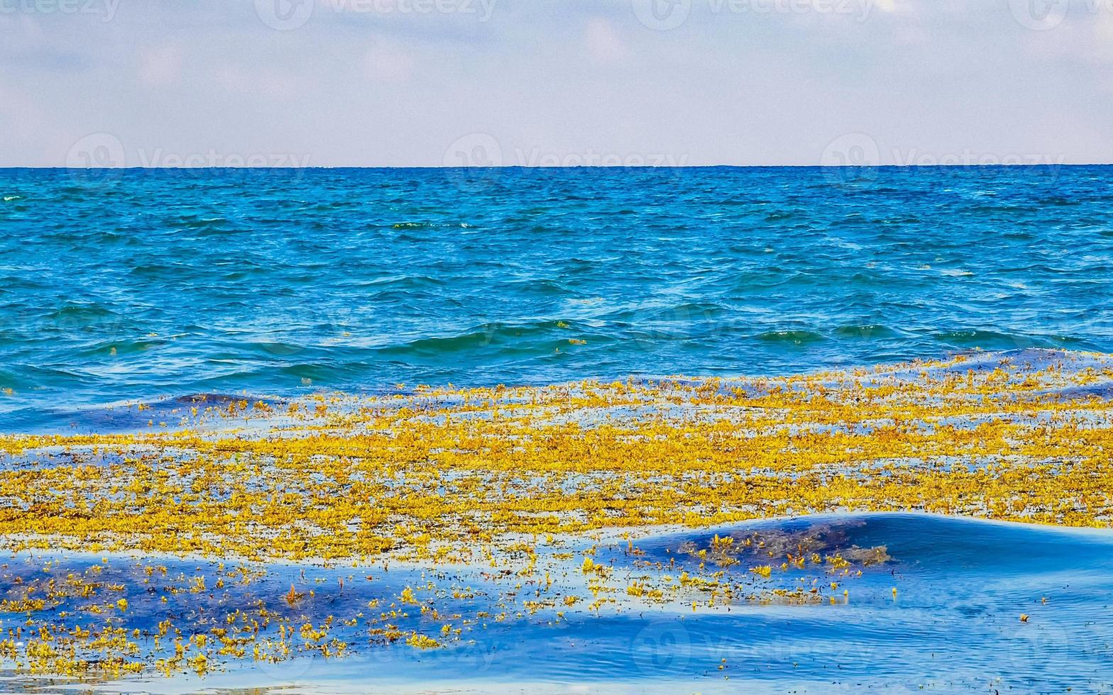 mycket äcklig strand vatten med röd tång sargazo karibiska Mexiko. foto