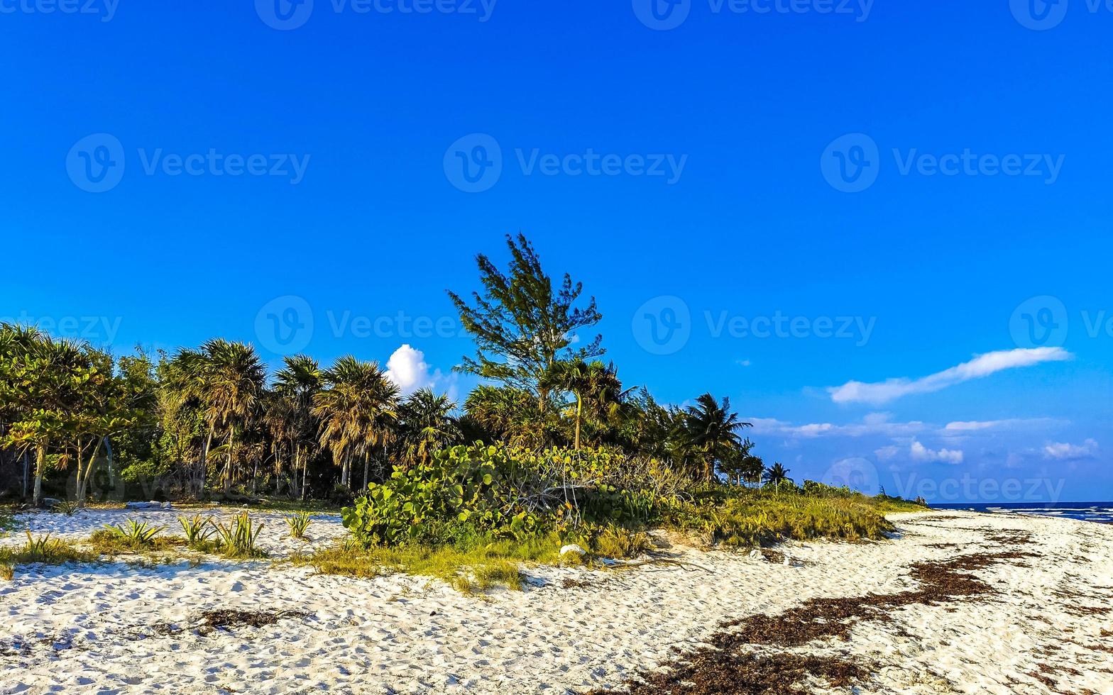 tropisk karibiska strand vatten tång sargazo playa del carmen Mexiko. foto