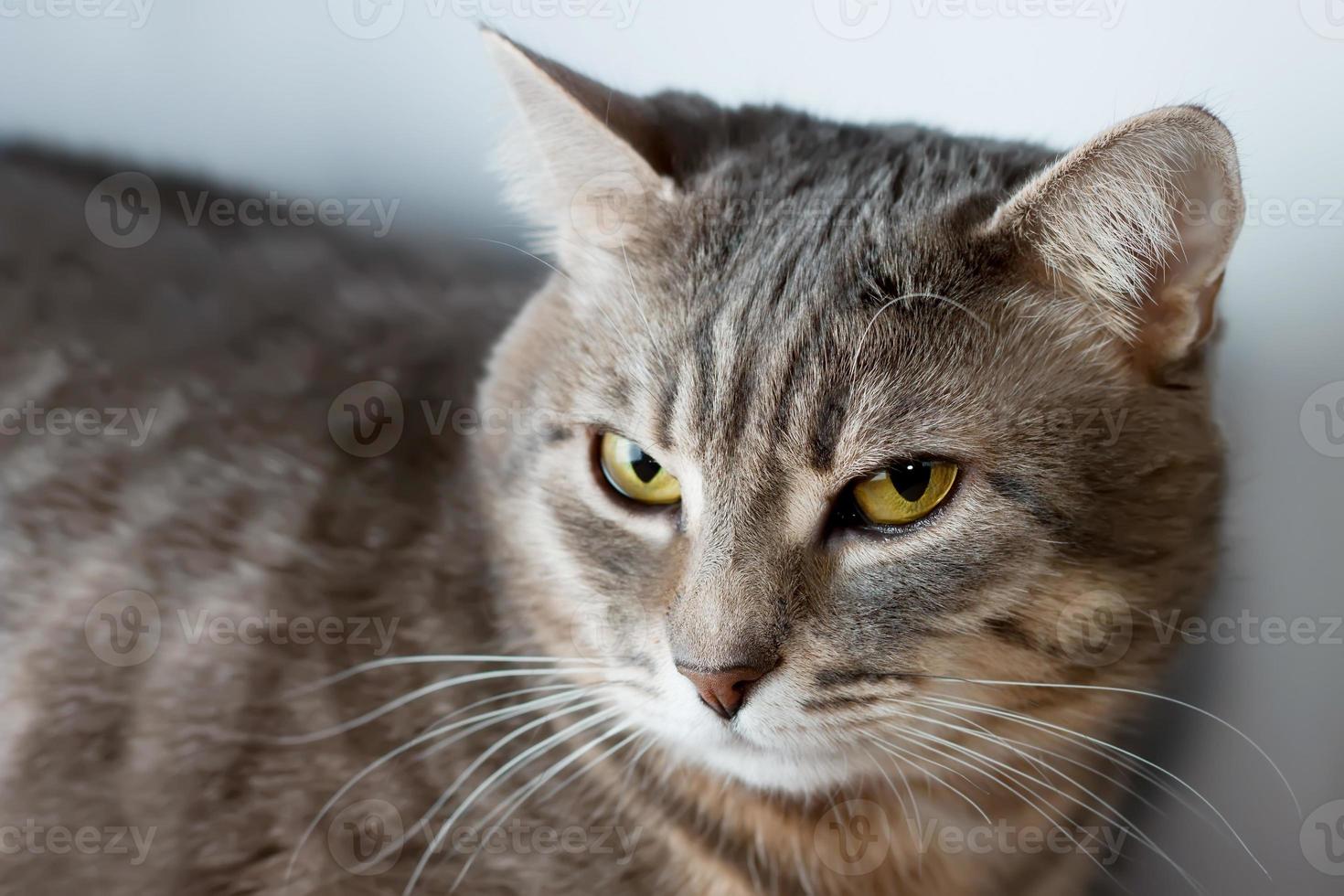 porträtt av grå inhemsk katt foto