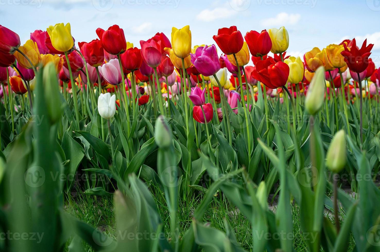 tulpaner i blomma. fält med magnifik tulipa blommor, vuxen för försäljning, utomhus. närbild. foto