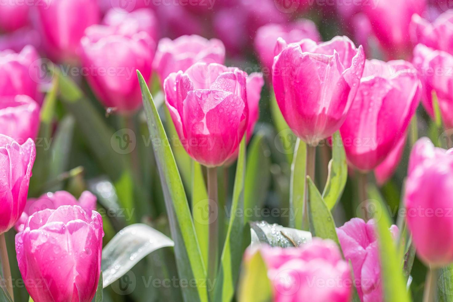 vatten släppa på rosa tulpan blomma foto