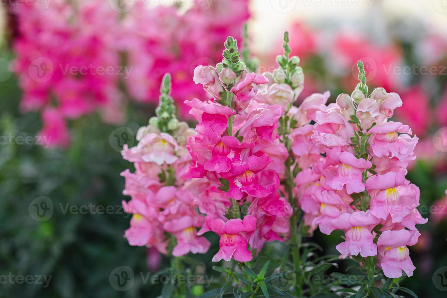 färgrik blomma av lejongap, antirrhinum majus foto