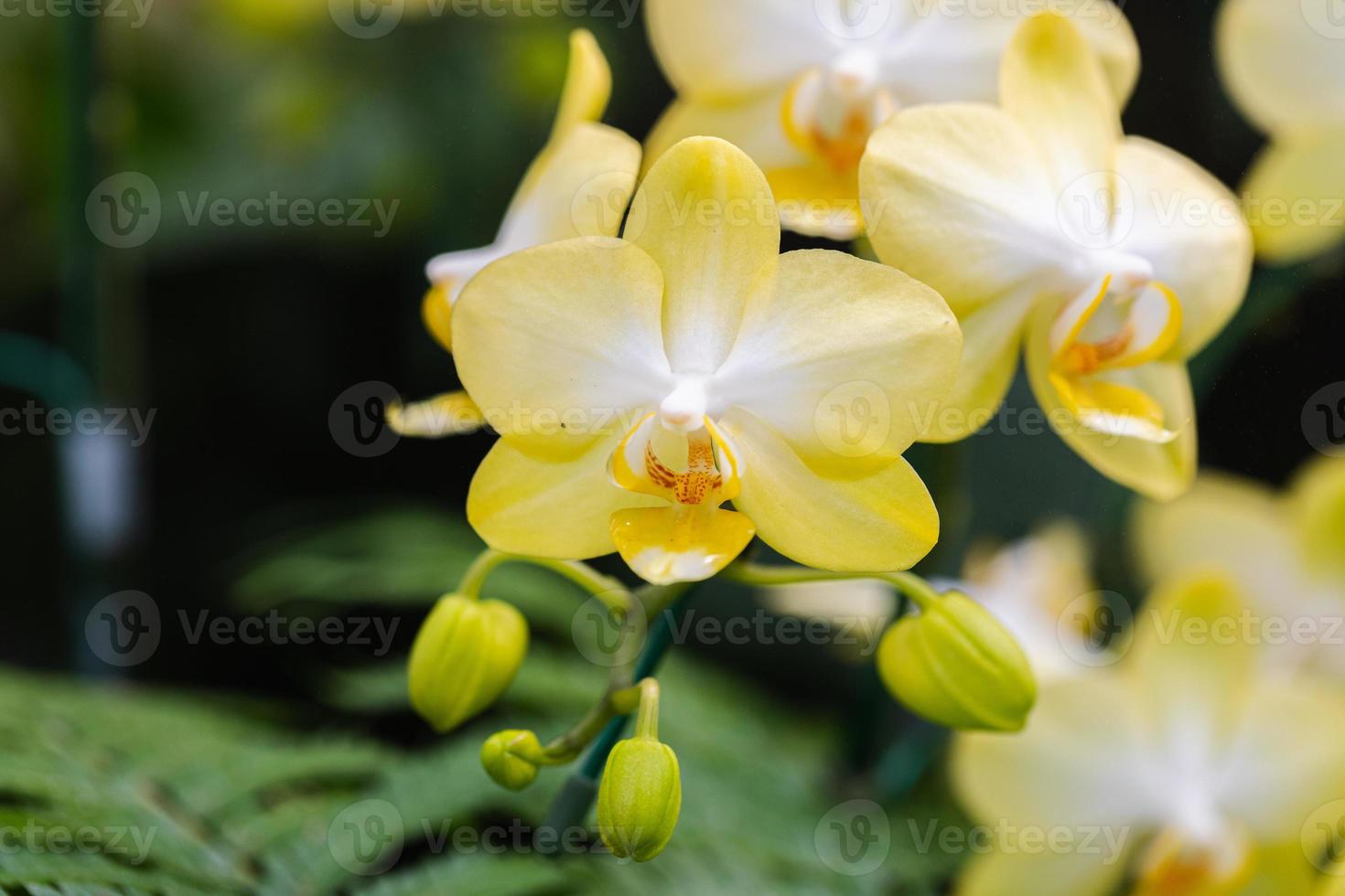 skön orkide blomma blomning på regnig säsong. phanalenopsis orkide foto