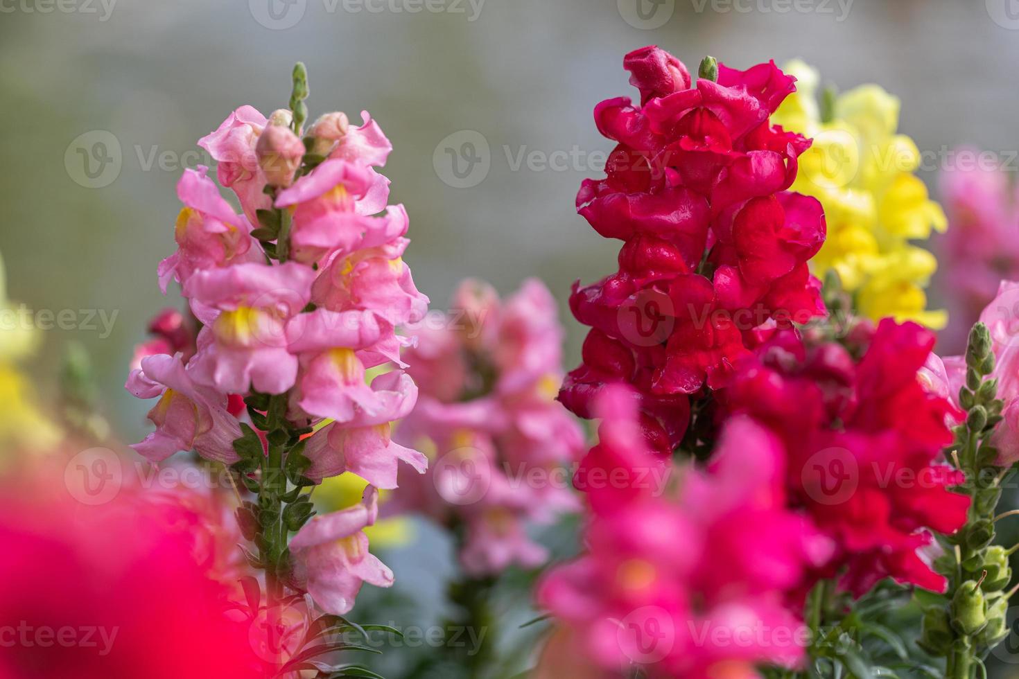 färgrik blomma av lejongap, antirrhinum majus foto