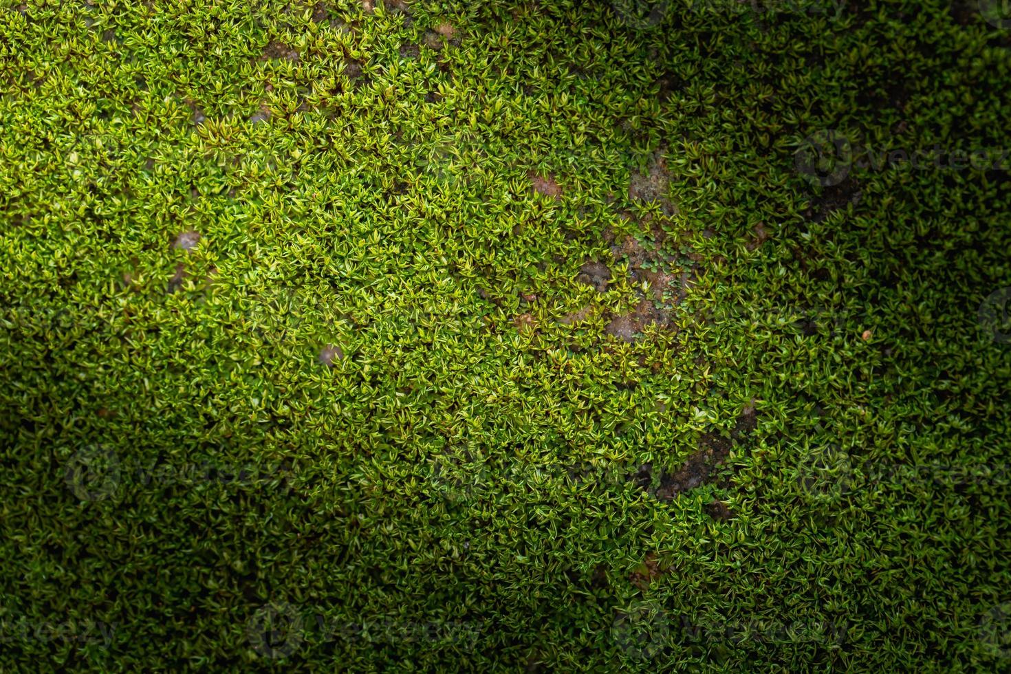 spårförsedd grön mossa bakgrund i natur foto