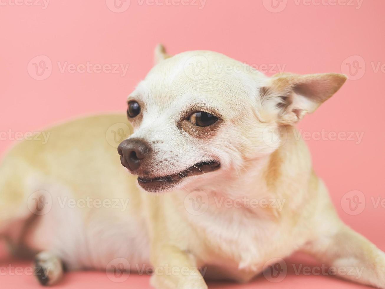 brun kort hår chihuahua hund ser sidoväg på kamera. rosa bakgrund. foto