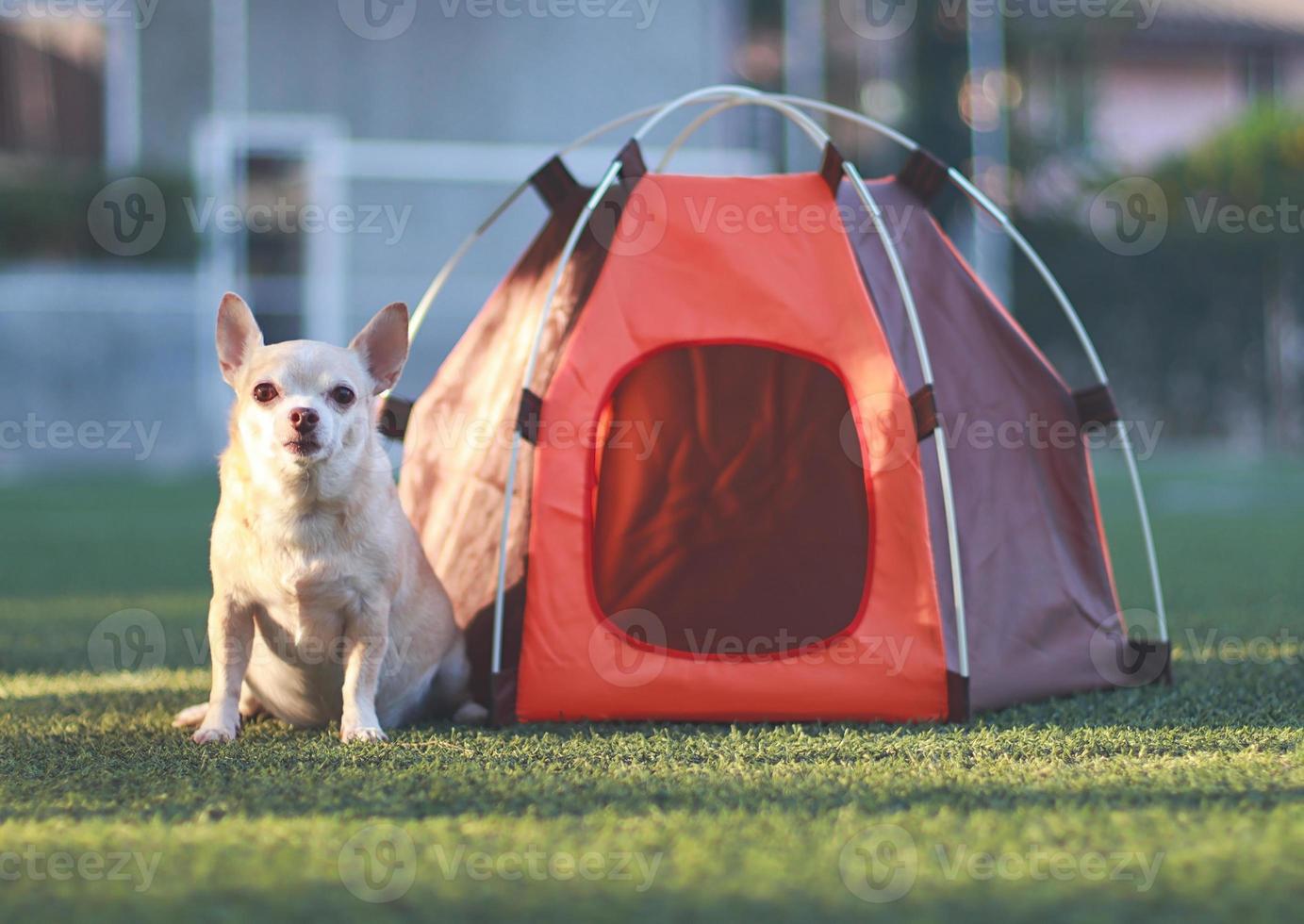 brun kort hår chihuahua hund Sammanträde i främre av orange camping tält på grön gräs, utomhus- med morgon- solljus, ser på kamera. sällskapsdjur resa begrepp. foto