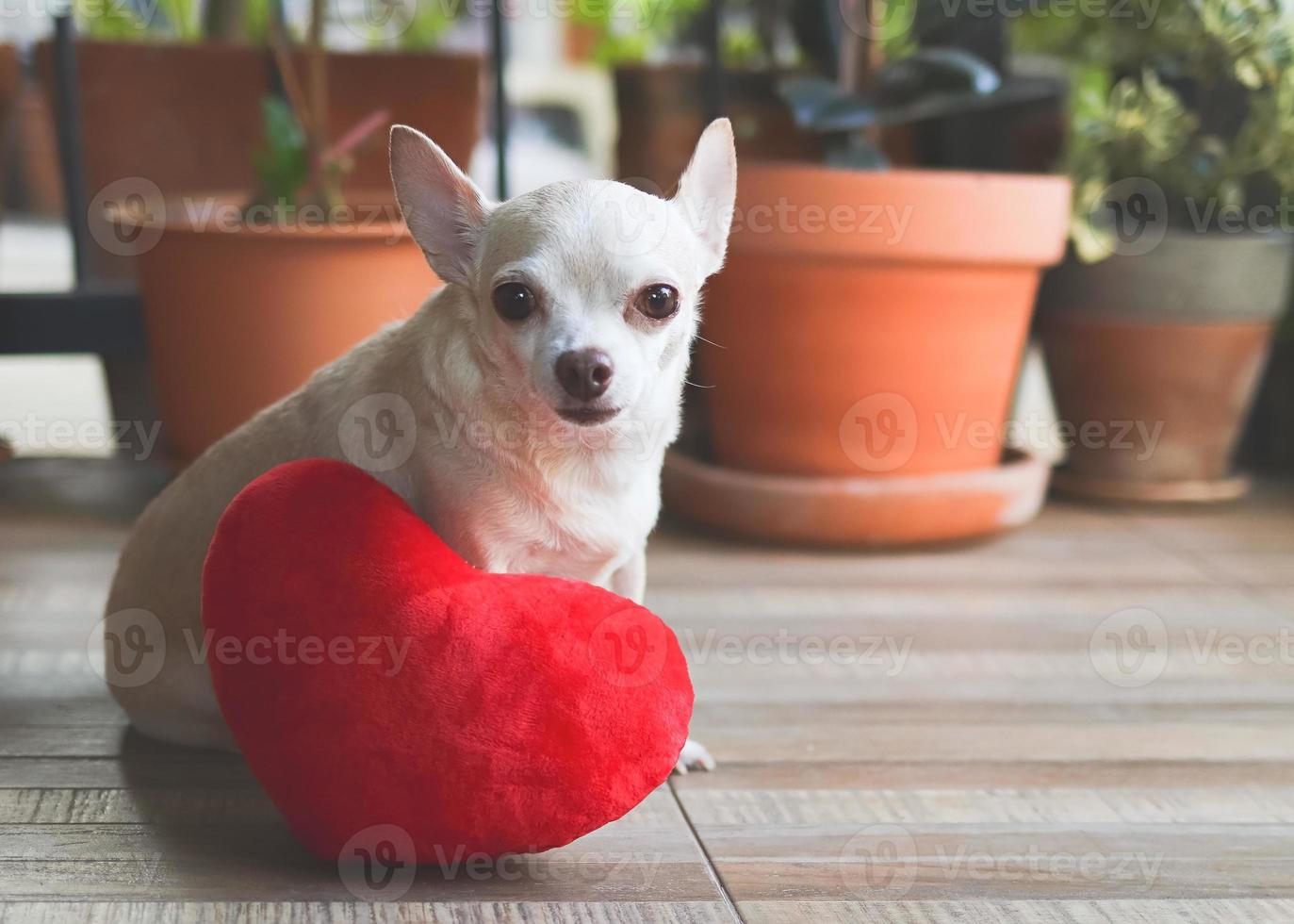 brun chihuahua hund Sammanträde med röd hjärta form kudde. hjärtans dag begrepp. foto