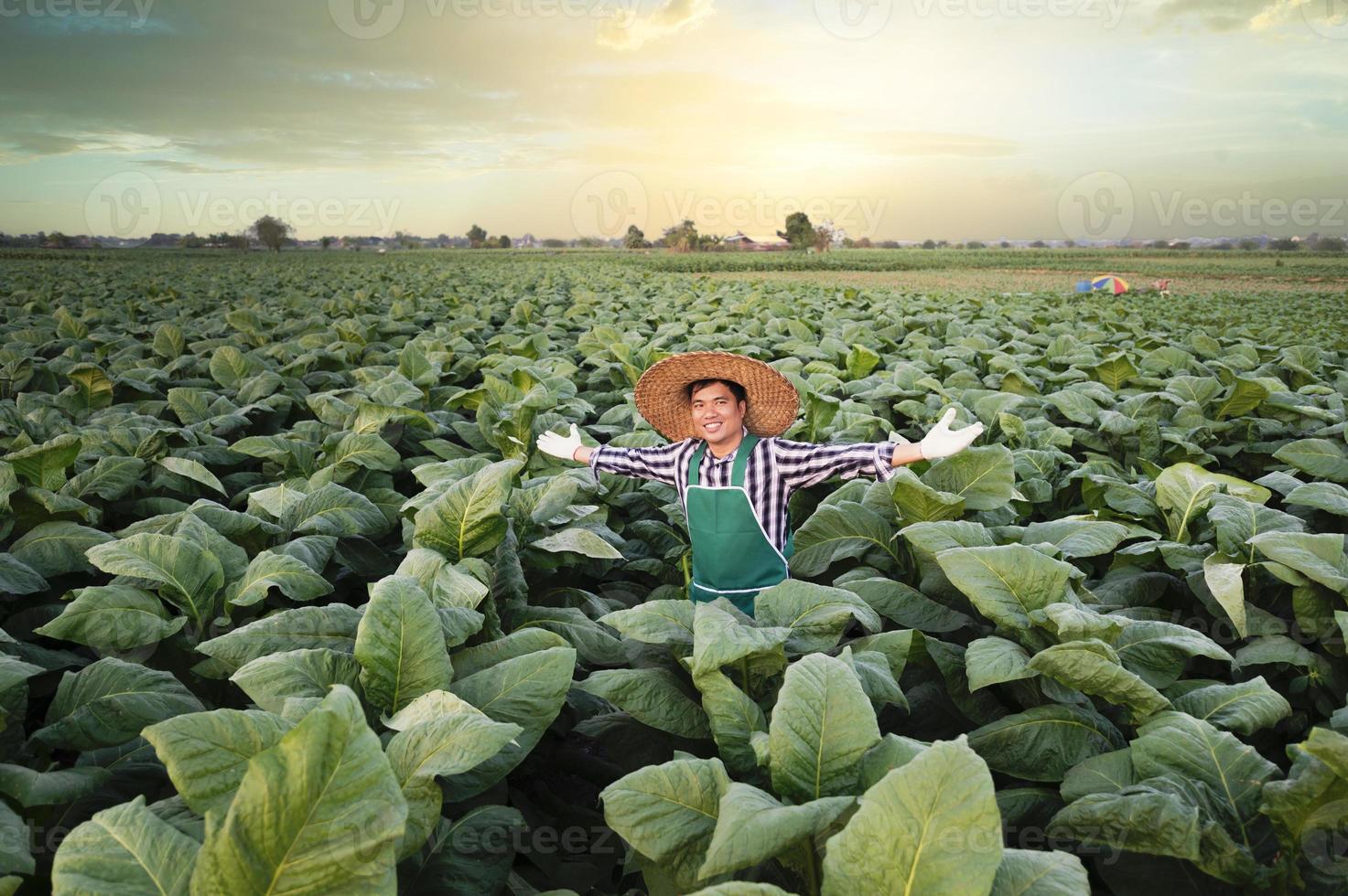 lantbruk, ung asiatisk man stående i tobak fält kontroll gröda på solnedgång .ett asiatisk perspektiv på tobak jordbruk foto