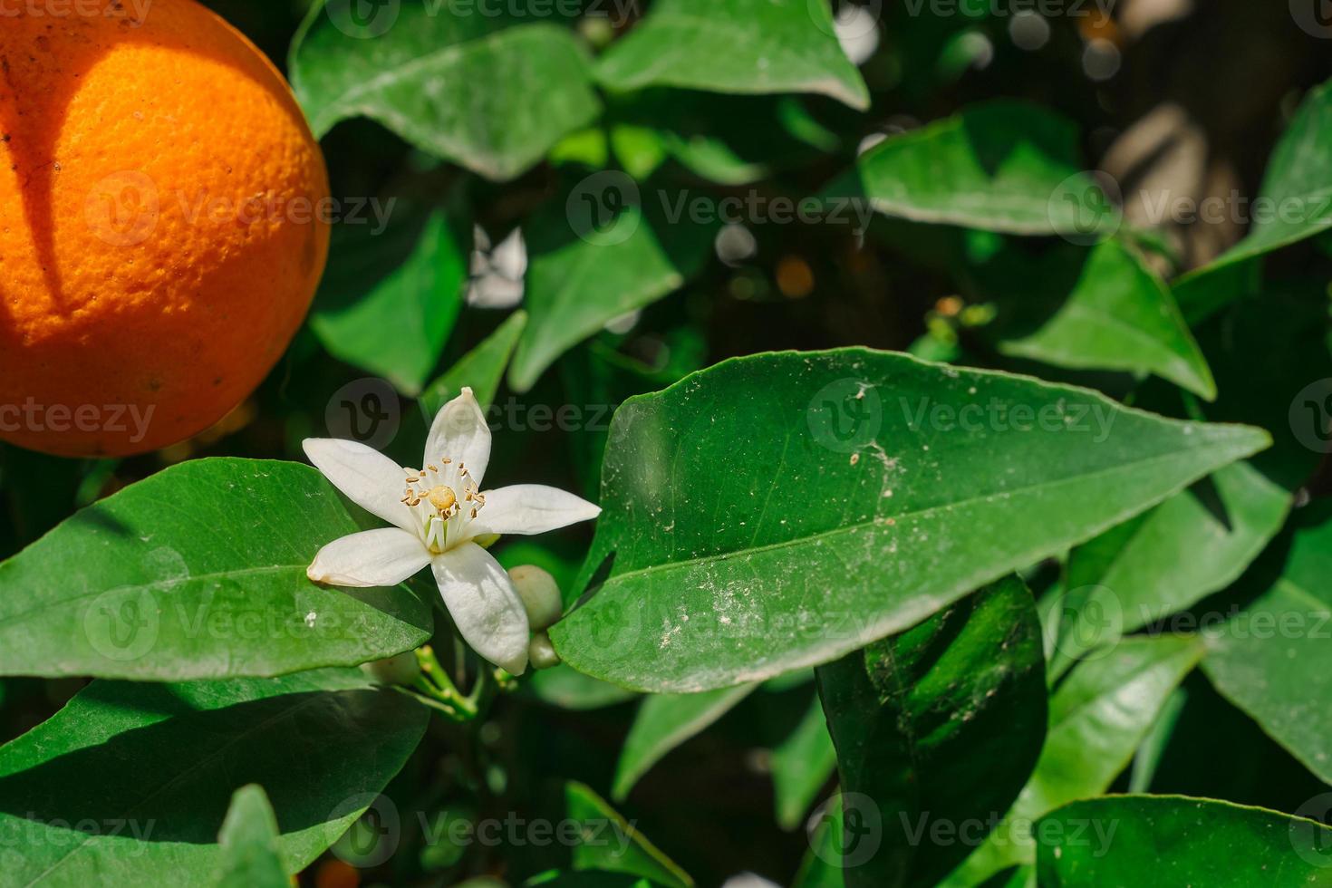 blomning orange träd. orange blomma i vår, stänga upp, selektiv fokus aning för bakgrund eller vykort foto