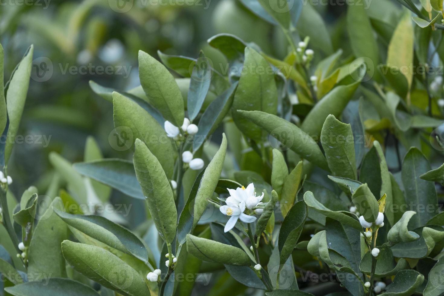 skönhet färsk vit blomma orange frukt blomning i trädgård bruka med grön lämna. naturlig mat i vild. foto