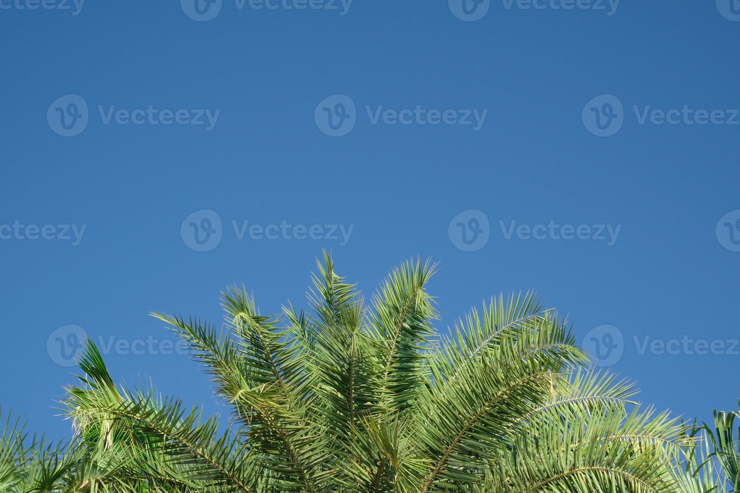 skönhet färsk grön kokos handflatan löv träd kurva form på blå himmel med molnig bakgrund. skarp löv växt tropisk frukt träd i thailand med kopia Plats för skriver text. foto