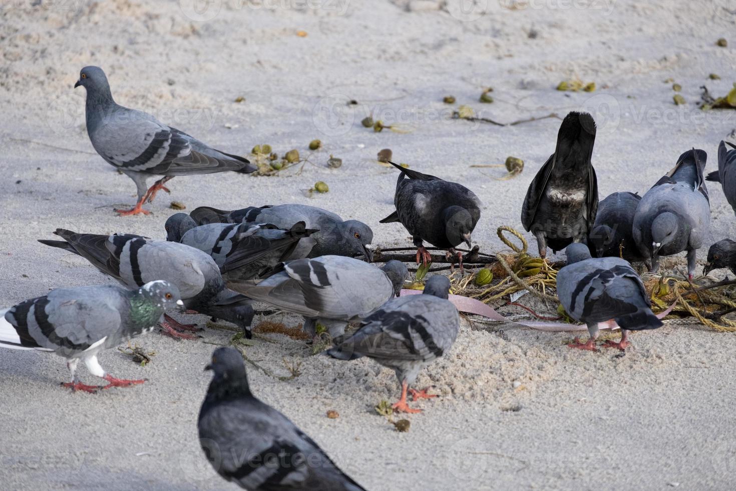 grupp av duva fågel matning mat på sand strand. avian djur vinge brokig Färg sjukdom kryptokocker lunginflammation foto