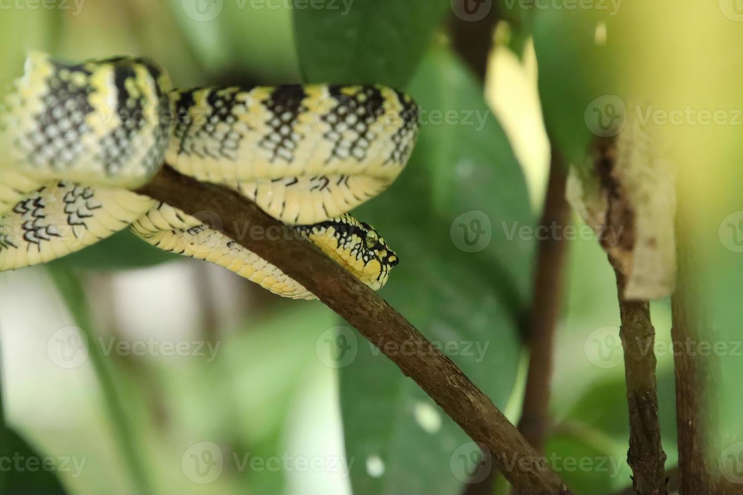 wagler grop huggorm i en natur parkera foto