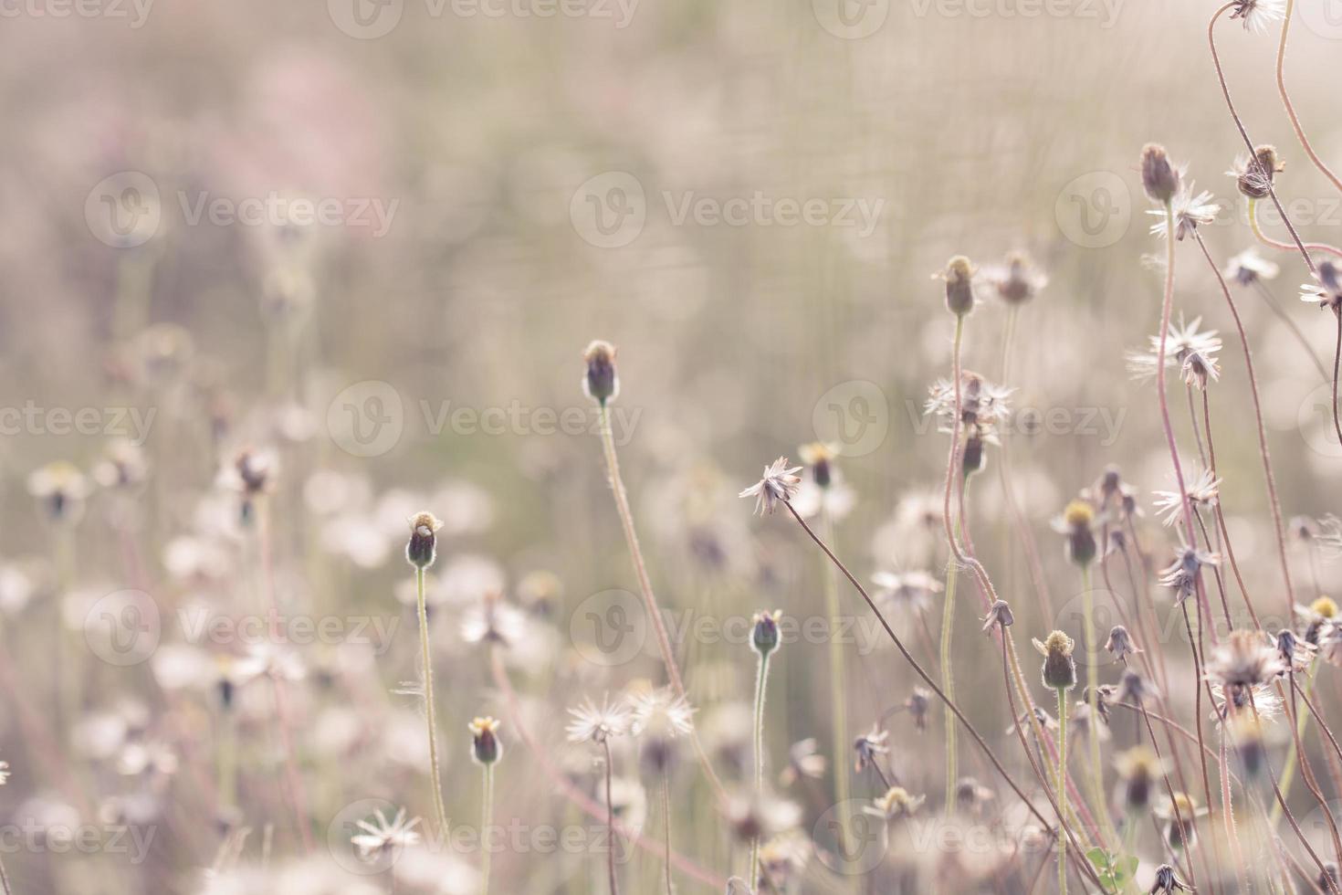 äng blommor i mjuk värma ljus. årgång höst landskap suddigt naturlig bakgrund foto