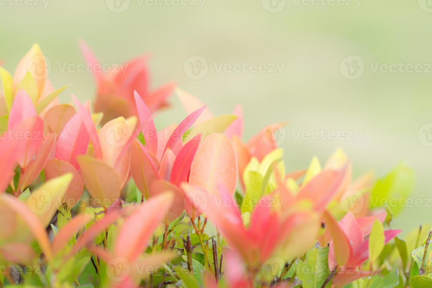 natur blad växt med kopia Plats använder sig av som bakgrund tom för design foto