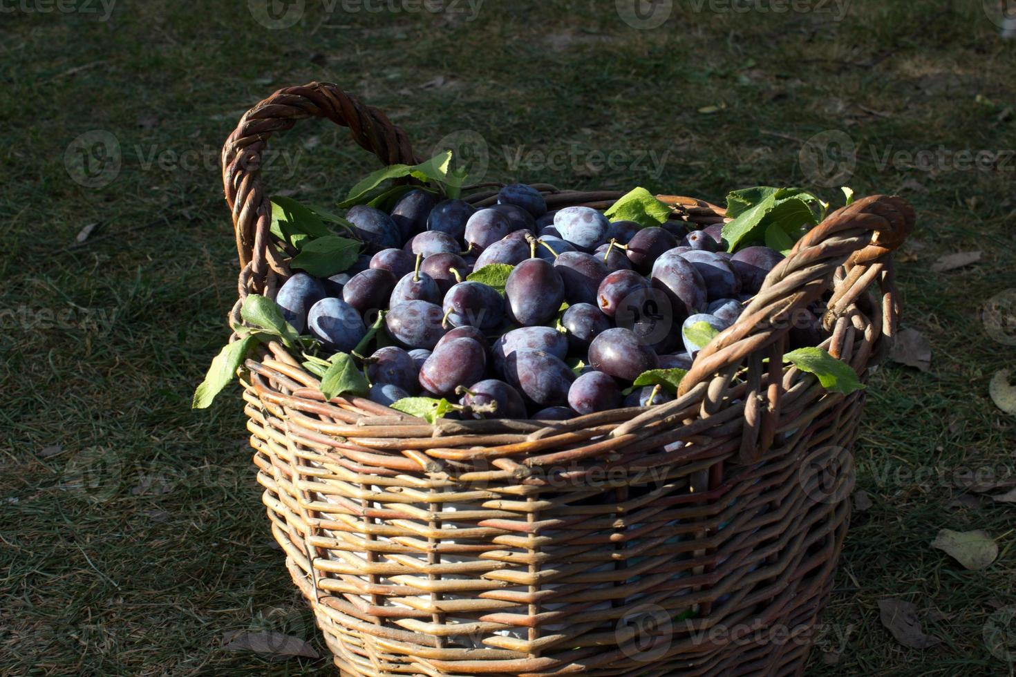 blå plommon, läcker lila ljuv frukt i trä- korg tillverkad av vinstockar, skörd tid i de fruktträdgård, säsongsbetonad höst frukt, ekologisk vegetarian ingrediens, ukrainska trädgård, prunus domestica, japanska symbol foto