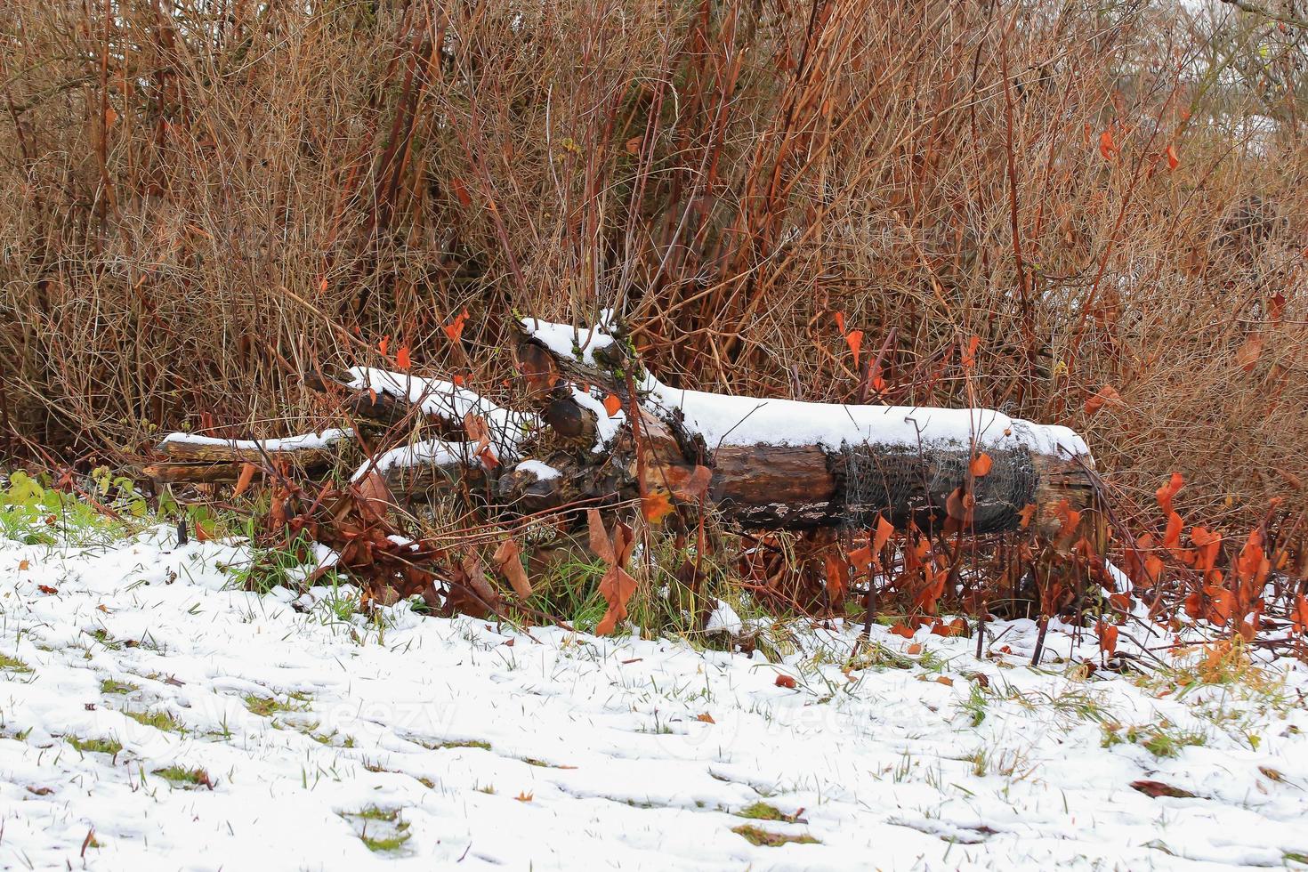 lugg av trä täckt med först snö foto