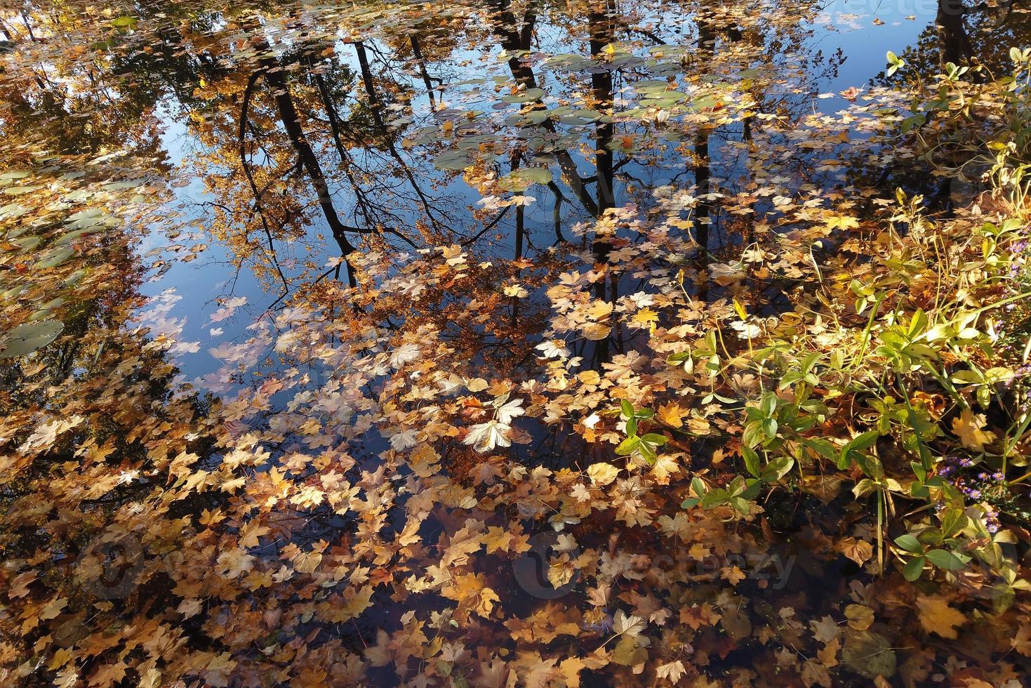 oktober atumn lönn blad flytande på vatten foto