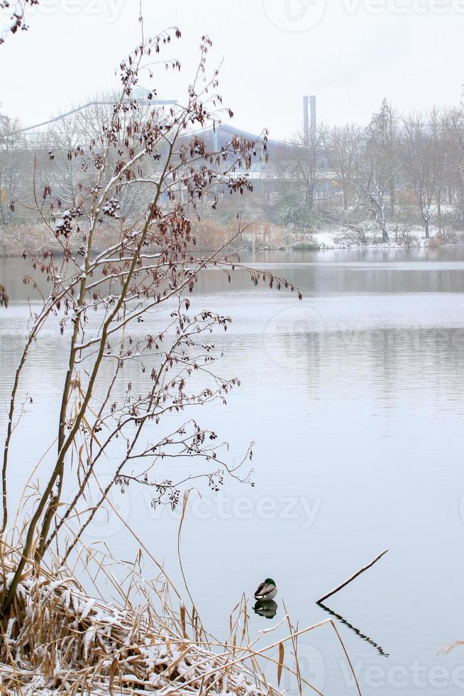 en manlig Anka på de sjö i vinter- tid foto