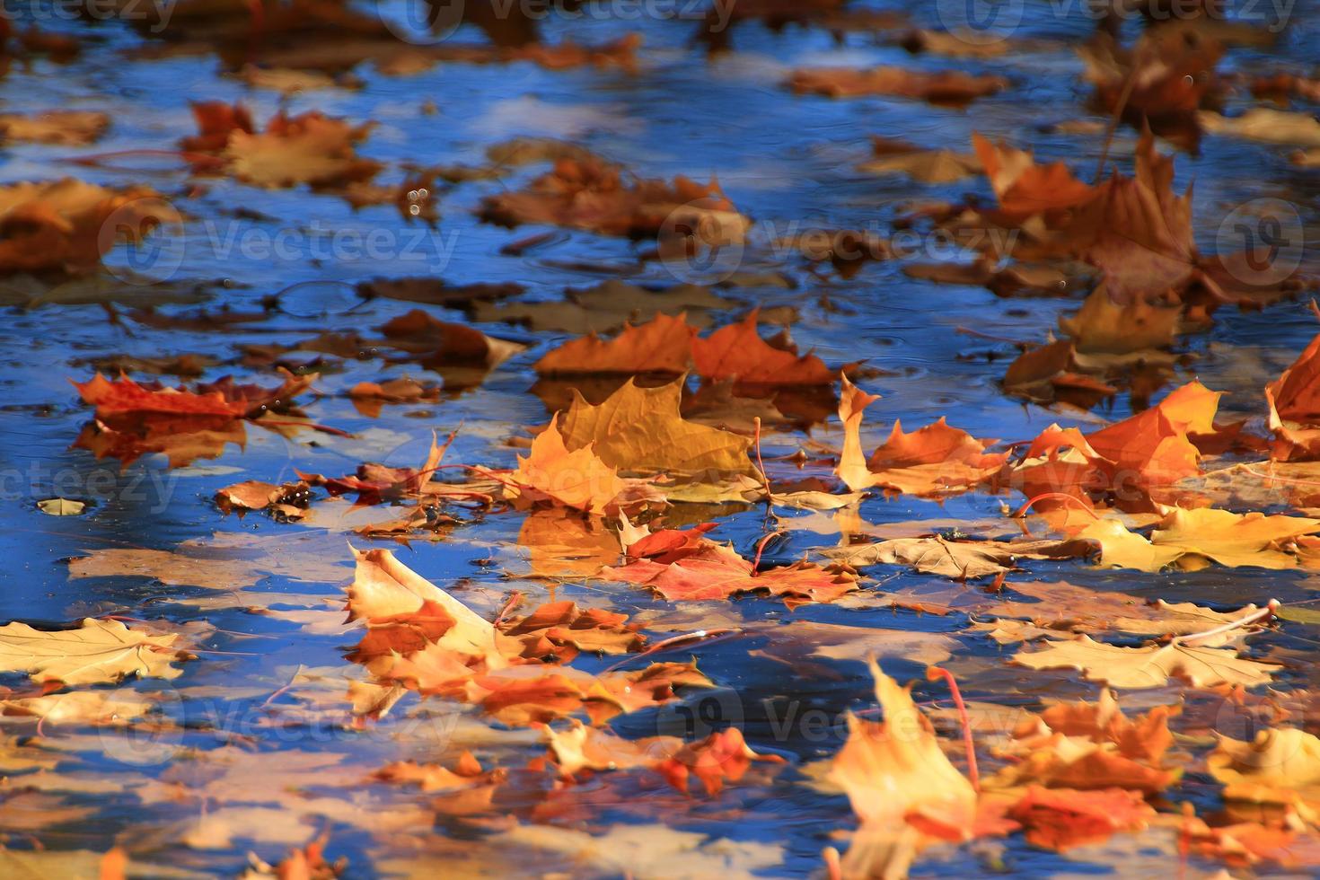 oktober atumn lönn blad flytande på vatten foto