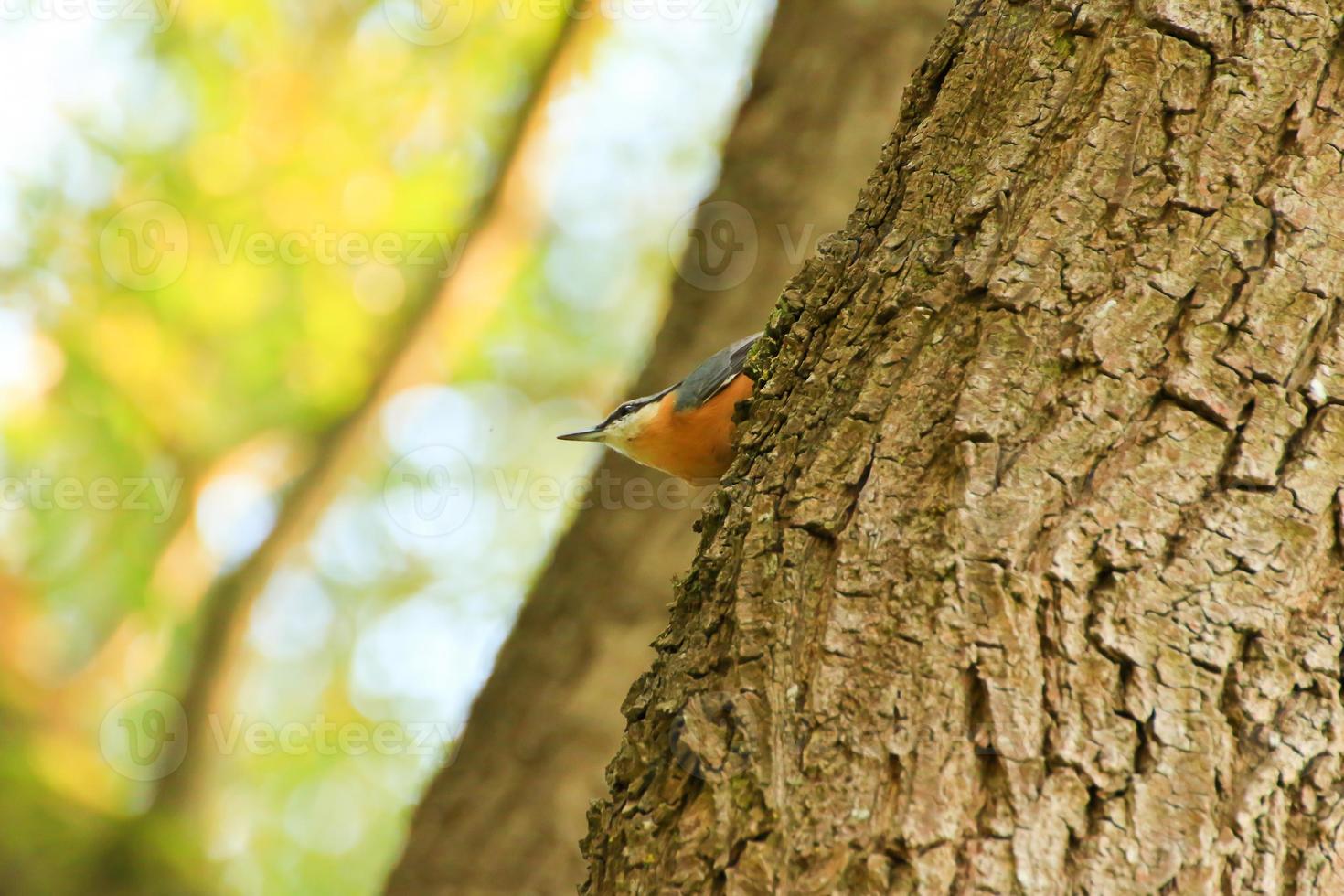 europeisk robin erithacus rubecula Sammanträde på en träd gren foto