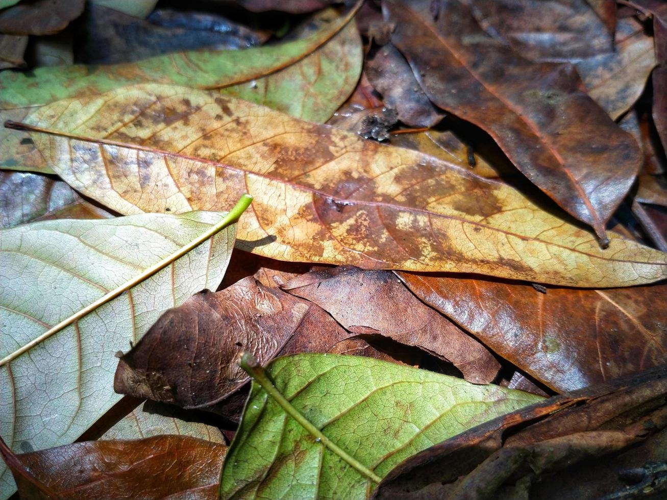 abstrakt bakgrund av höst löv. höst bakgrund. naturlig torr löv foto