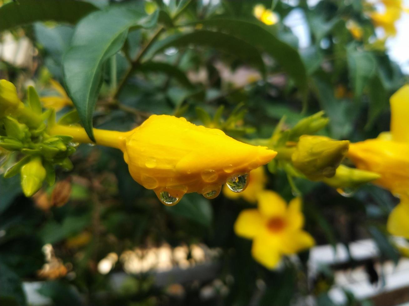 manda cathartica eller gyllene trumpet blomma, allmänning trumpetvin, eller gul allamanda, är en arter av blomma från de släkte manda i de familj apocynaceae. foto
