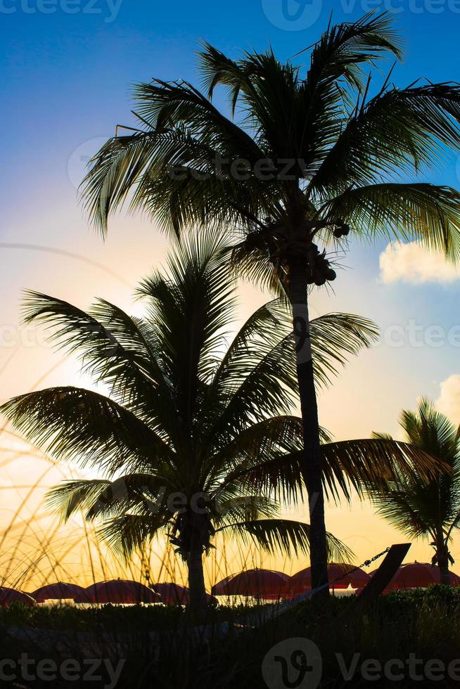 skön solnedgång över hav strand med palmträd silhuett foto