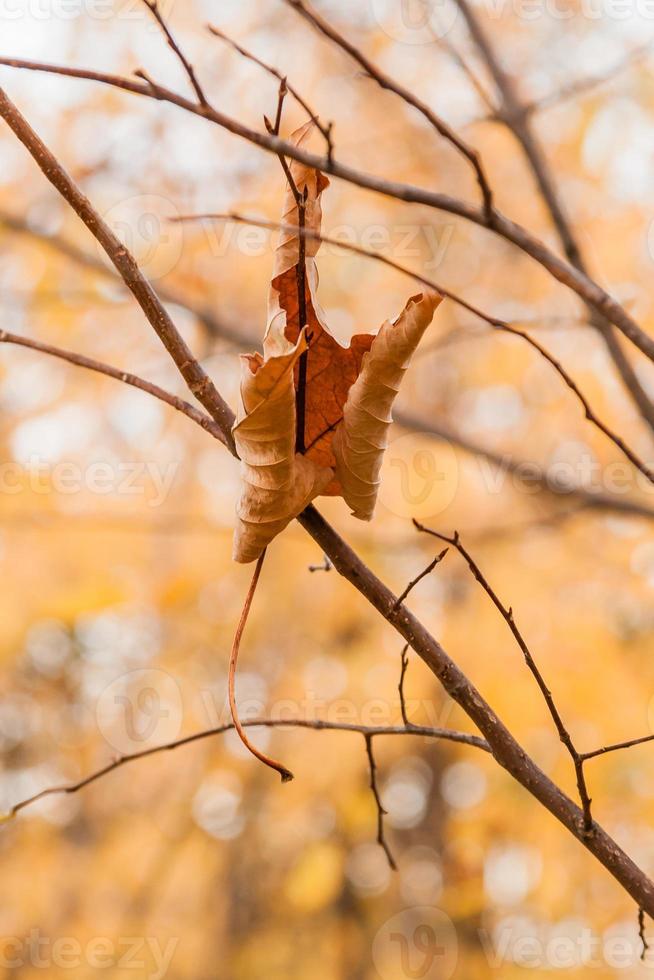 vissnade höst löv på en träd gren foto