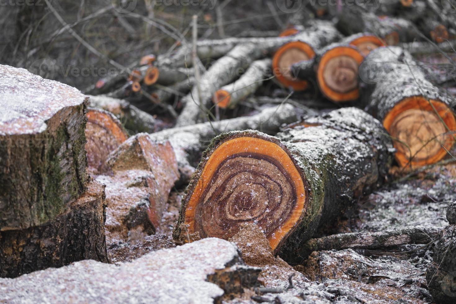 många skära träd i de skog för ved foto