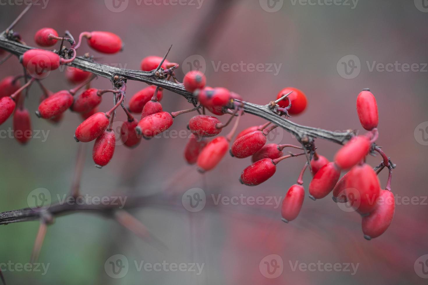 närbild av en gren med röd berberis bär foto