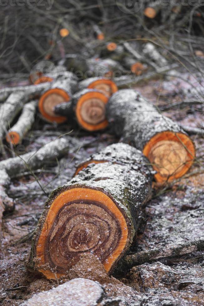 många skära träd i de skog för ved foto