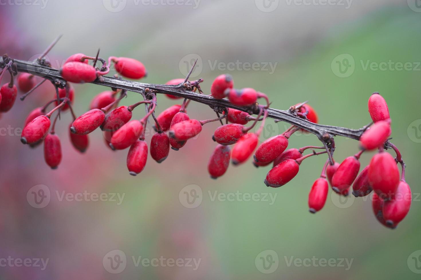 närbild av en gren med röd berberis bär foto