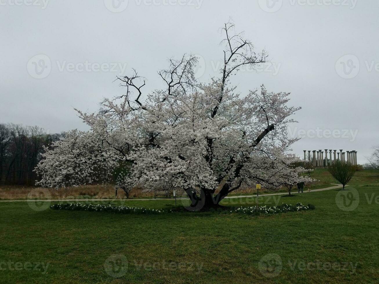 träd blomning med vit körsbär blommar utomhus- med gräs foto