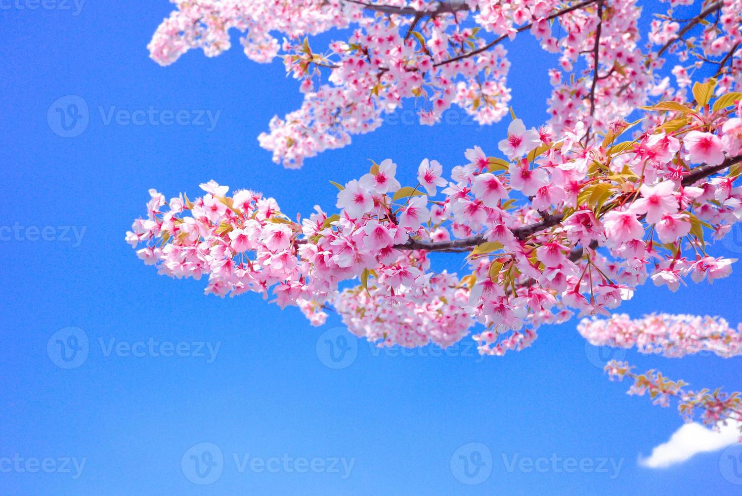 mjuk fokus, körsbär blomma eller sakura blomma mot blå himmel skön på bakgrund en vår dag foto